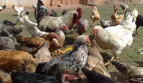 Ministério da Agricultura proíbe venda de aves em feiras de todo o Brasil